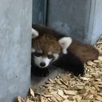 赤ちゃんの名前を募集中　画像提供：日本平動物園