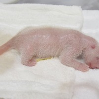 誕生したジャイアントパンダの赤ちゃん　(c) アドベンチャーワールド