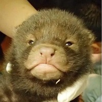 ヤブイヌの赤ちゃん4頭誕生、愛称募集…京都市動物園