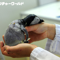エンペラーペンギンの赤ちゃん誕生、自然育雛にチャレンジ