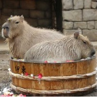 11 月26日（いい風呂の日）にちなんで、カピバラが伊東温泉名物「たらい」で入浴