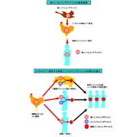鳥インフルエンザの感染経路（食品安全委員会）