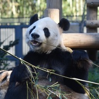 リーリー（オス）　画像：公益財団法人 東京動物園協会 提供