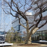 プラザに隣接する隣の建物の1回にはSAKURA Cafeという喫茶スペースがあり、今ならご覧の桜を愛でながら、コーヒーが飲める。