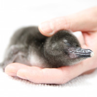 手のひらに乗るほど小さいマゼランペンギンの赤ちゃん
