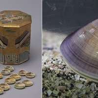 「貝桶・合貝」とハマグリ（作品画像：京都国立博物館蔵）