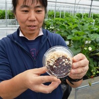 ミツバチ不足に助っ人、イチゴ授粉に「ヒロズキンバエ」…岡山大学
