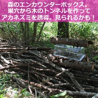 親子自然体験ツアー「森のフシギ探検編」プログラム内容（一部）