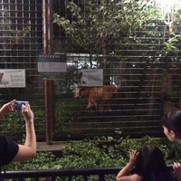 上野動物園「真夏の夜の動物園」タテガミオオカミ　（公財）東京動物園協会