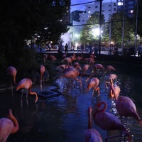 上野動物園「真夏の夜の動物園」フラミンゴ　（公財）東京動物園協会
