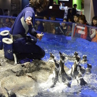 ペンギンの「さあ、ゴハン！」（イメージ）