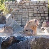 伊豆シャボテン動物公園　元祖カピバラの露天風呂