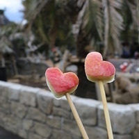 伊豆シャボテン動物公園　バレンタインのカピバラのごはん