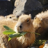 伊豆シャボテン動物公園　元祖カピバラの露天風呂