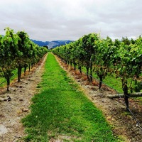 安藤祐一氏が勤務するマールボロのワイナリー「Allan Scott Family Winemakers」のワイン畑を見せてもらった