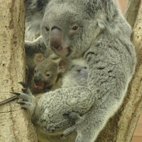 赤ちゃんコアラと母親ジンベラン（平成30年1月12日撮影）