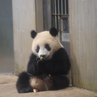 ジャイアントパンダ「シャンシャン」の姿　（公財）東京動物園協会　提供