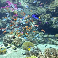 沖縄の色とりどりの海の生物を観賞できる巨大水槽