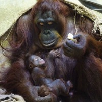 キキと子ども　1日目　画像提供：公益財団法人　東京動物園協会多摩動物公園