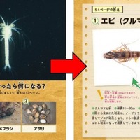 LIVEビジュアルクイズ図鑑「おどろき！変身する生き物」　レベル2では少し難しい問題を出題。学研プラスは「よく観察すればわかる…かも？」としている