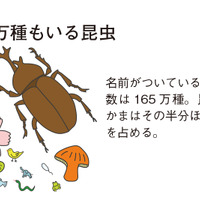 75万種もいる昆虫