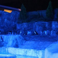 静岡市立日本平動物園「夜の動物園」　ペンギン水槽のライトアップ