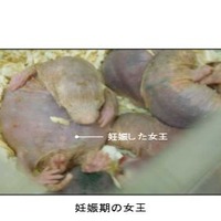 ハダカデバネズミの飼育下のようす