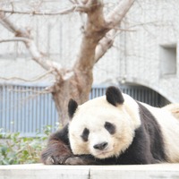 王子動物園のジャイアントパンダ「タンタン」