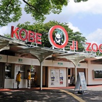 王子動物園のジャイアントパンダ「タンタン」