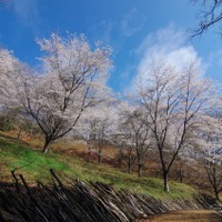 ハローウッズ 春の森 桜