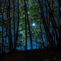ハローウッズ 夜の森