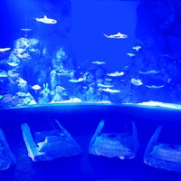 ケアンズ唯一の水族館貸切！ケアンズ水族館 夢のお泊り体験（オーストラリア）
