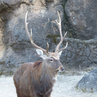 東京都恩賜上野動物園では5月12日に「国際博物館の日記念ツアー 上野の山で動物めぐり～ツノのある動物～」を開催する
