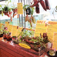 食虫植物コーナー
