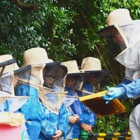 養蜂体験みつばちのヒミツ