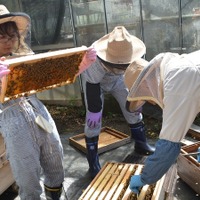 養蜂体験みつばちのヒミツ
