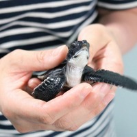 小笠原で生まれたアオウミガメの赤ちゃん