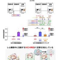 MCH神経の活動と記憶への影響