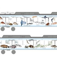 新たに導入される鮮魚運搬専用のラッピング車両「伊勢志摩お魚図鑑」のイメージ。伊勢志摩地域に生息する伊勢海老や鯛、フグ、イワシ、マンボウといった海産物43種類が描かれ、カタカナの名前も添えられる。