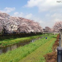 調布市 野川沿い