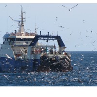 トロール漁船に群がる海鳥
