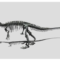 アロサウルス全身骨格化石デジタルデータ