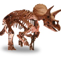 トリケラトプスの実物全身骨格が日本初上陸（ヒューストン自然科学博物館所蔵）