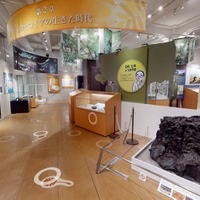 企画展「メタセコイア－生きている化石は語る」3Dビュー＋VR映像　イメージ