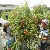 夏野菜の収穫体験（体験イメージ）