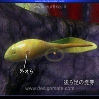 Designmateの3D映像教材、「カエルのライフサイクル」