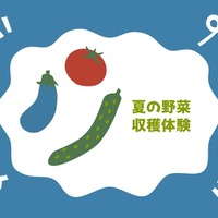 夏の野菜収穫体験