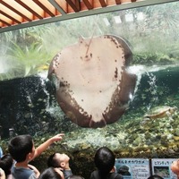 日本全国でも展示例が少ない、珍しい巨大淡水エイ「ヒマンチュラ・チャオプラヤ」を国内で唯一飼育