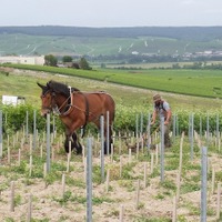 フランスにおけるサステナブルなブドウ栽培の取組み　