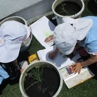 バケツ稲の観察日記をつける園児たち